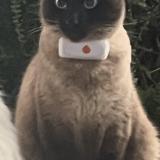 Foto del gato perdido en Torcy