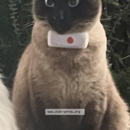 Foto 1/1 Bandi Chat perdido en Torcy