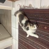 Foto del gato perdido en Cestas