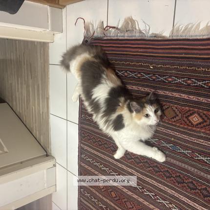 Foto 1/1 Isabelle Chat perdido en Cestas