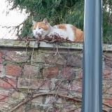 Foto de gato encontrado en Tourcoing