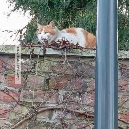 Foto 1/1 Gato encontrado Encontrado en Tourcoing