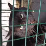 Foto de gato encontrado en Mareil Marly