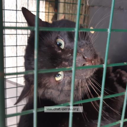 Foto 1/1 Gato encontrado Encontrado en Mareil marly