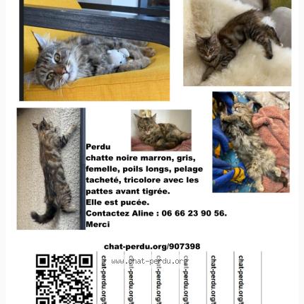 Foto 1/1 Zelda Chat perdido en Charly oradour