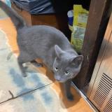 Foto de gato encontrado en Saint Sulpice Les Feuilles