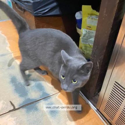 Foto 1/1 Gato encontrado Encontrado en Saint sulpice les feuilles