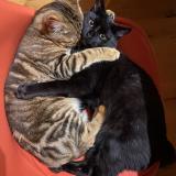 Foto del gato perdido en Saint Philbert De Grand Lieu