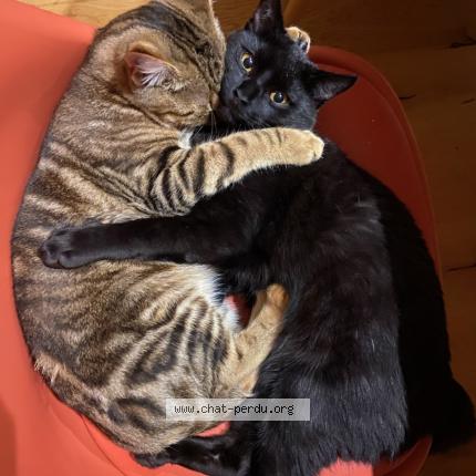 Foto 1/1 Krokmou Chat perdido en Saint philbert de grand lieu