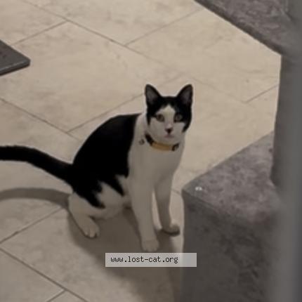 Foto 1/1 Chase Chat perdido en Brooklyn