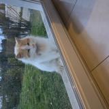 Foto de gato encontrado en Ecommoy