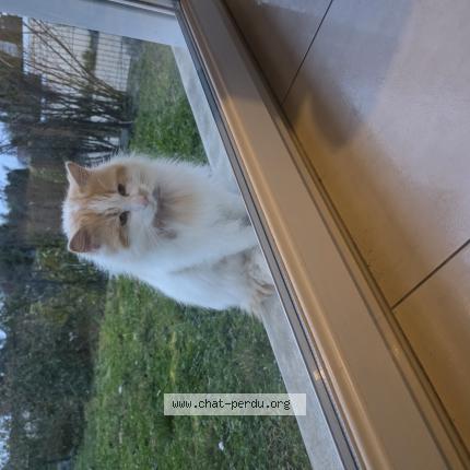 Foto 1/1 Gato encontrado Encontrado en Ecommoy