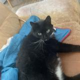 Foto del gato perdido en Arbois