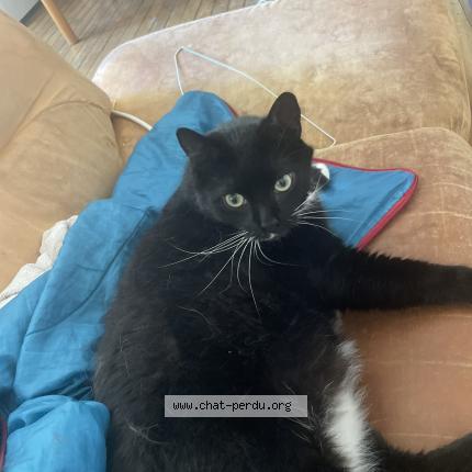 Foto 1/1 Pompon Chat perdido en Arbois