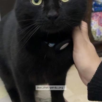 Foto 1/1 Minouch coca Chat perdido en Paris