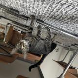 Foto del gato perdido en Marseille