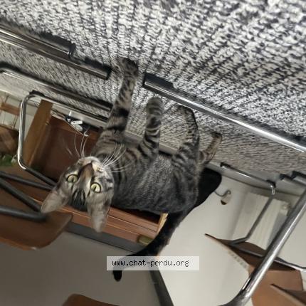 Foto 1/1 Django Chat perdido en Marseille