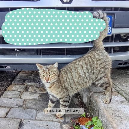 Foto 2/4 Gato encontrado Encontrado en Marseille