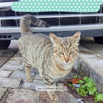 Foto 3/4 Gato encontrado Encontrado en Marseille