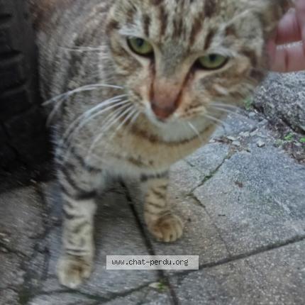 Foto 4/4 Gato encontrado Encontrado en Marseille