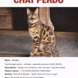 Foto del gato perdido en St Julien Sur Cher