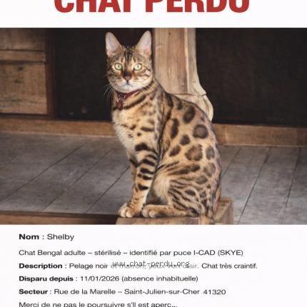 Foto 1/1 Shelby Chat perdido en St julien sur cher