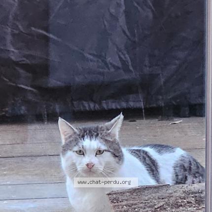 Foto 1/1 Gato encontrado Encontrado en Margny les compiegne