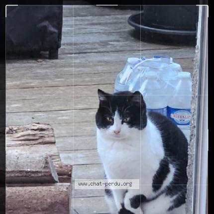 Foto 1/1 Gato encontrado Encontrado en Margny les compiegne