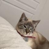 Foto del gato perdido en 85000 La Roche Sur Yon