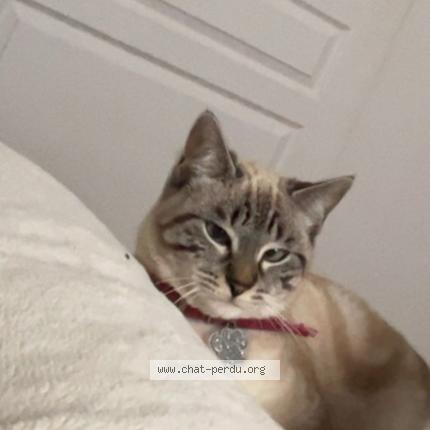 Foto 1/1 Alizée Chat perdido en 85000 la roche sur yon