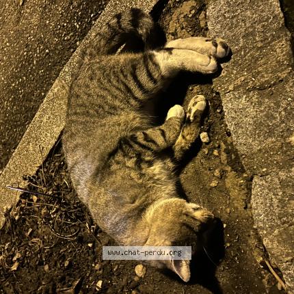 Foto 1/1 Gato encontrado Encontrado en Ensisheim