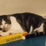 Foto del gato perdido en Ste Consorce