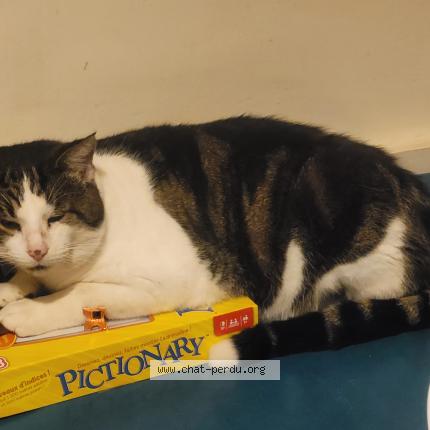 Foto 1/1 Titi Chat perdido en Ste consorce