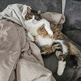 Foto del gato perdido en Merignac