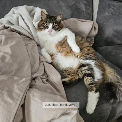 Foto 1/1 Noe PRASSER Chat perdido en Merignac