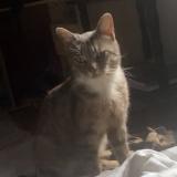 Foto del gato perdido en Cartignies