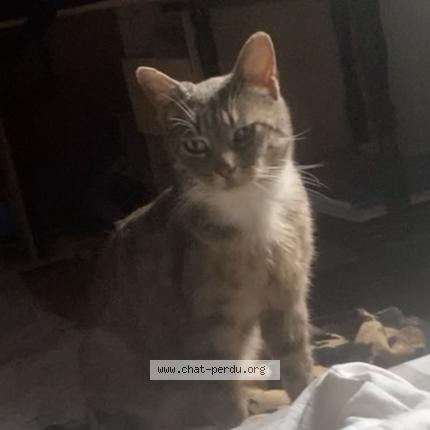 Foto 1/1 Irish Chat perdido en Cartignies