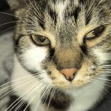 Foto del gato perdido en Daux