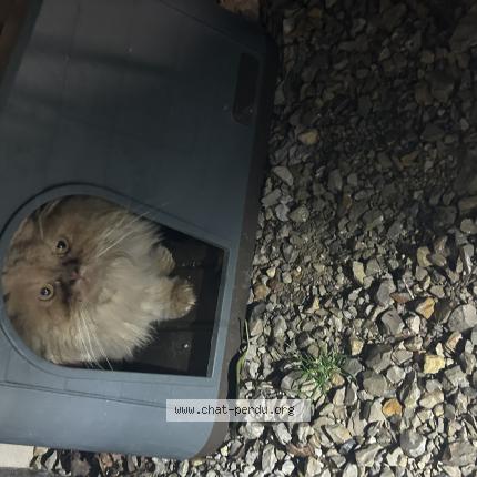 Foto 1/1 Gato encontrado Encontrado en Venarsal