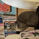 Foto del gato perdido en Vincennes