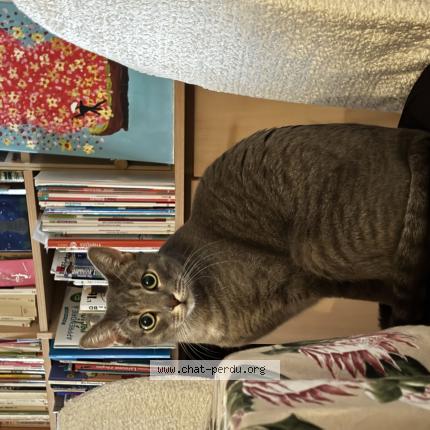 Foto 1/1 Chamallow Chat perdido en Vincennes