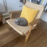 Foto de gato encontrado en Chene Bougeries