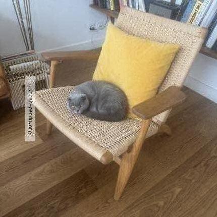 Foto 1/3 Gato encontrado Encontrado en Chene bougeries