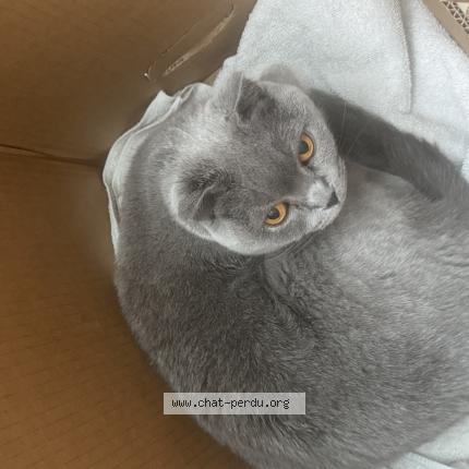 Foto 2/3 Gato encontrado Encontrado en Chene bougeries