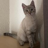 Foto del gato perdido en Moivrons