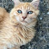 Foto del gato perdido en Nieuil L Espoir