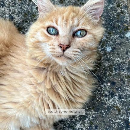 Foto 1/1 Lucien Chat perdido en Nieuil l espoir