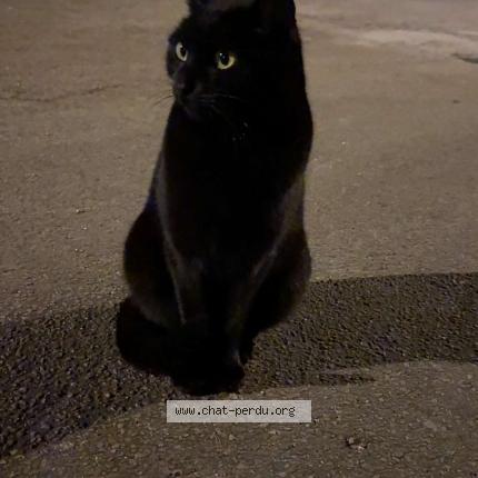 Foto 1/1 Gato encontrado Encontrado en Fraisans