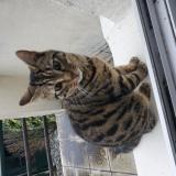 Foto de gato encontrado en Drancy