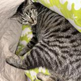 Foto del gato perdido en Argeles Gazost